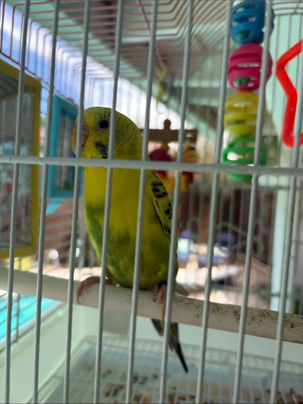 Live parakeet (comes with cage and all accessories)